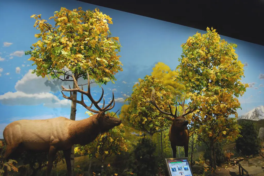 Aspen Trees Museum