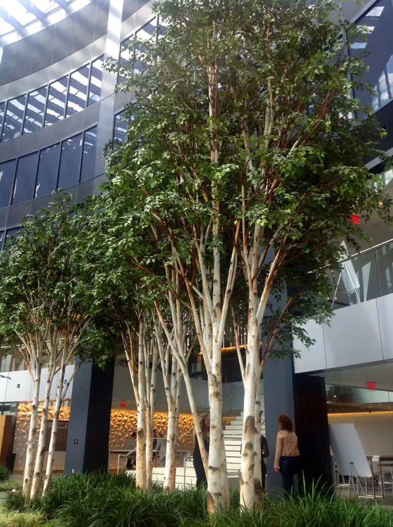 birch bow 11