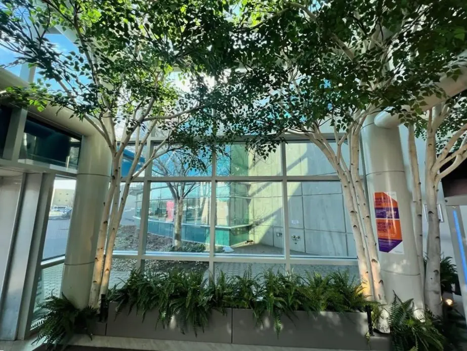 birch staten island 2