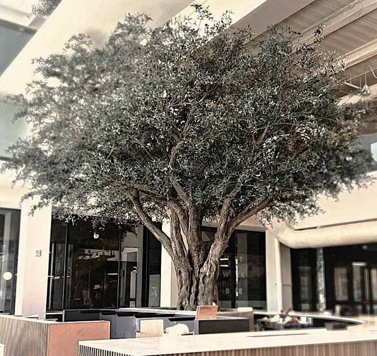 olive bentonville 7
