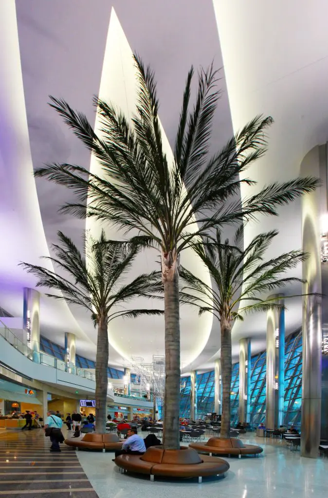 palms queen san best 2 scaled