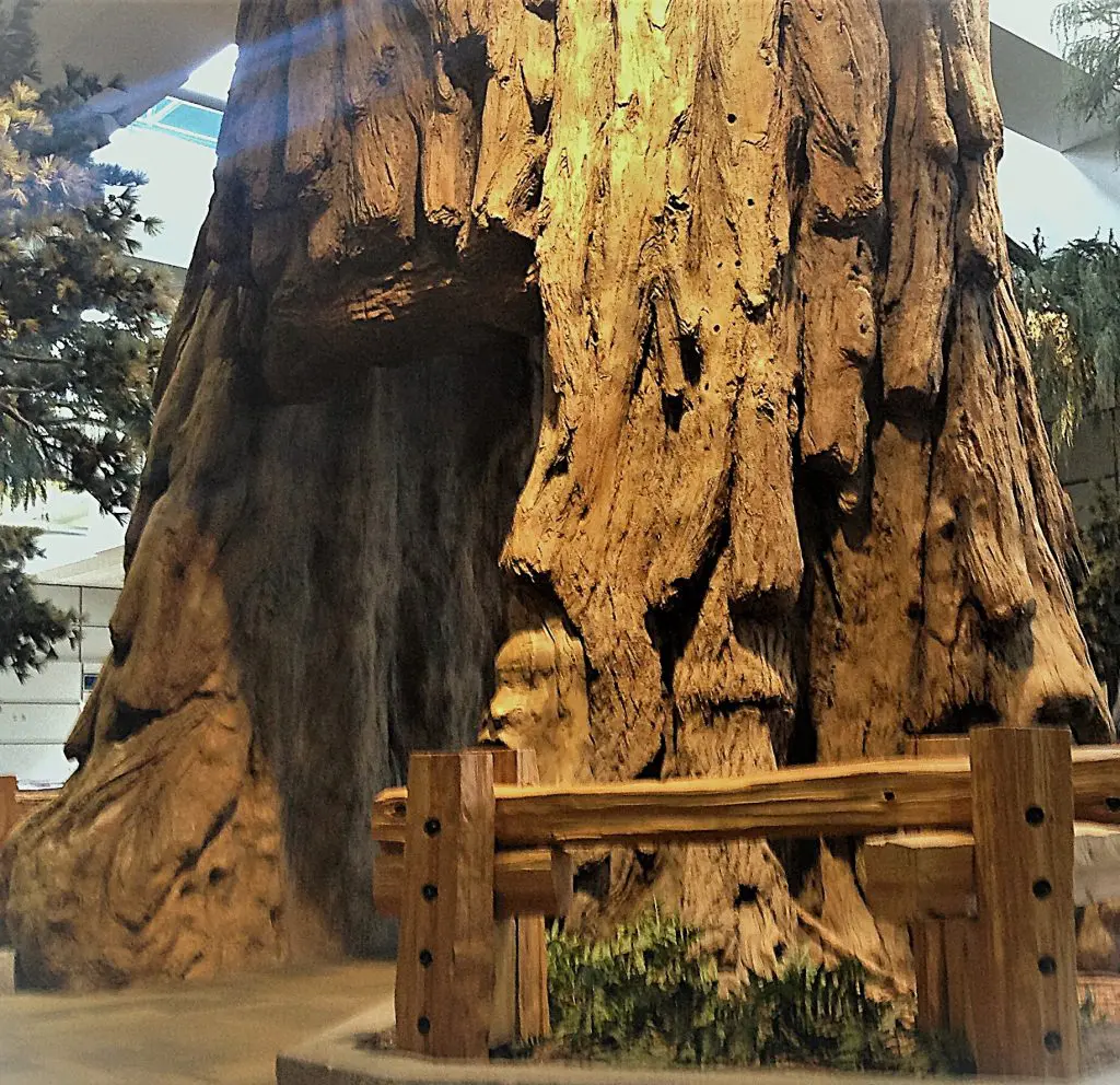 sequoia walk through fresno airport 3 1