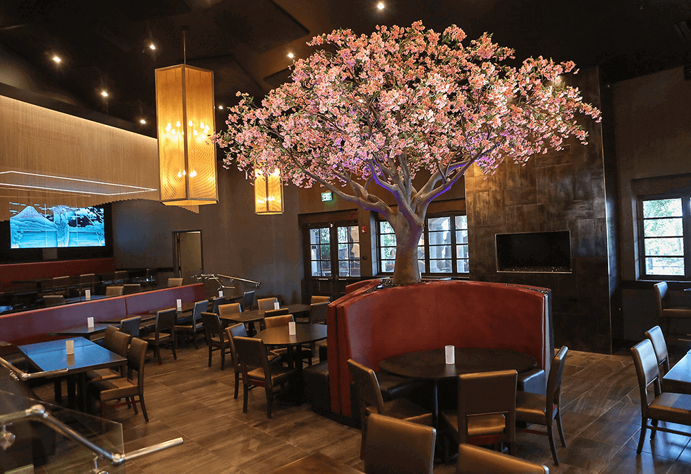 Cherry Blossom Tree Okura Sushi Restaurant Project 1