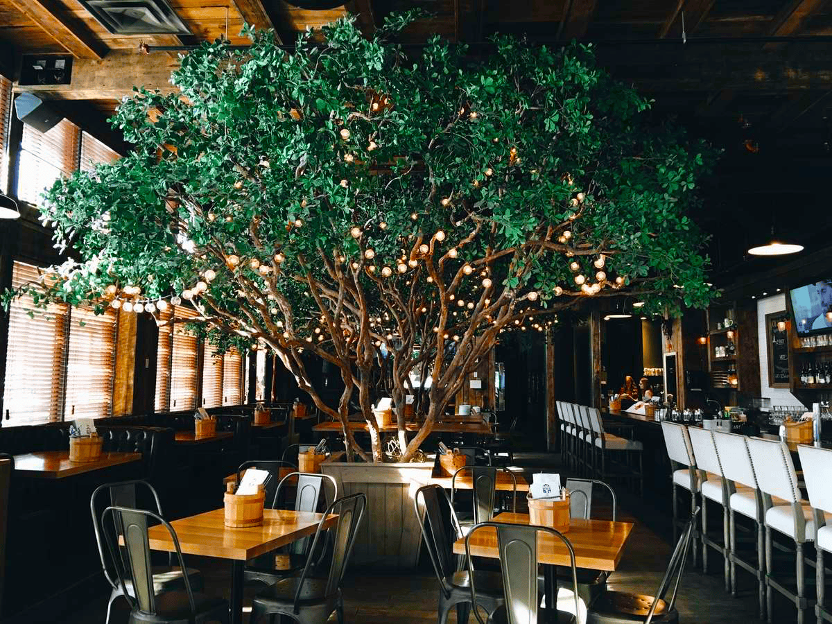 wurst black olive tree calgary bright