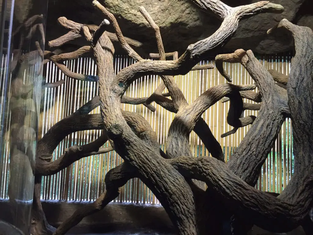Indoor habitat with intertwined driftwood branches before slatted screen—naturalistic climbing structure in biophilic exhibit.