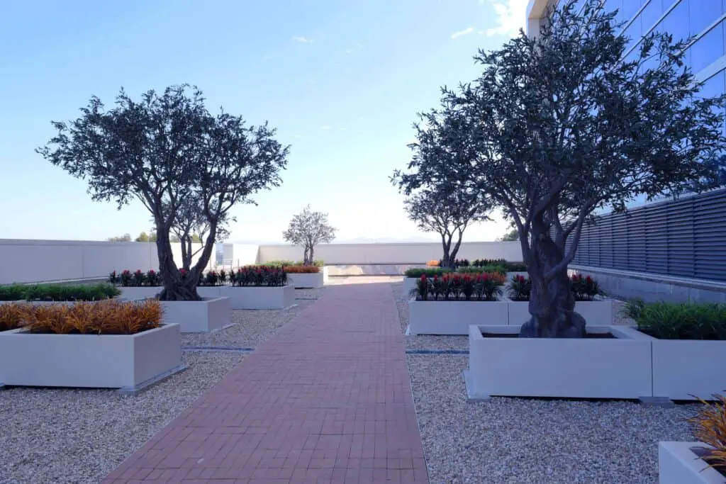 Modern rooftop garden with olive trees, decorative planters, and landscaped walkway beside office building.