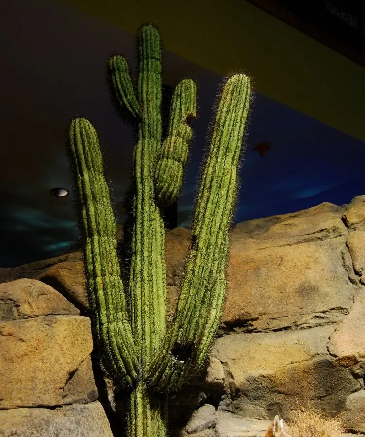 Saguaro Cactus