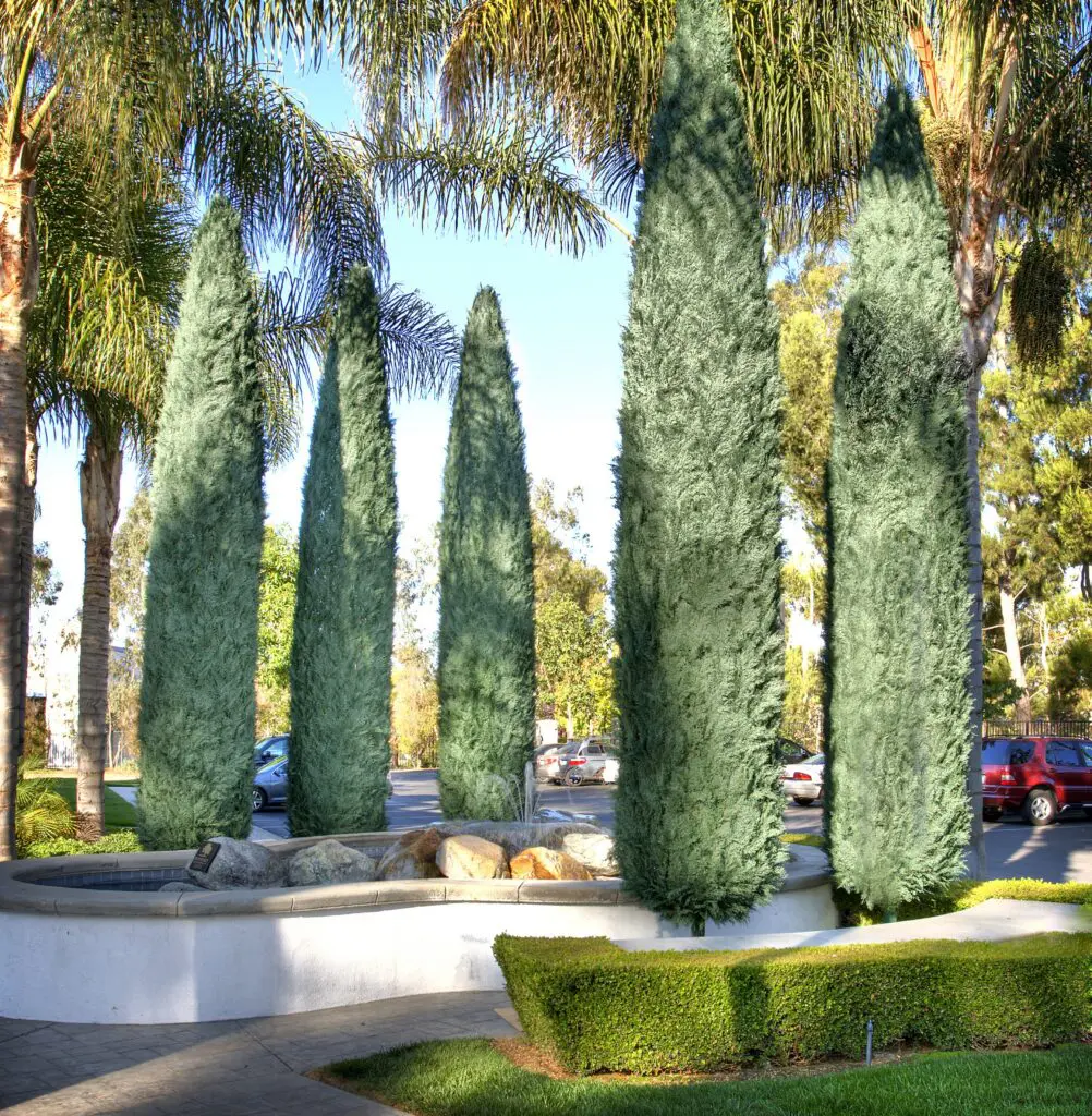 TS TR CYP 4 MED 2008 0001a