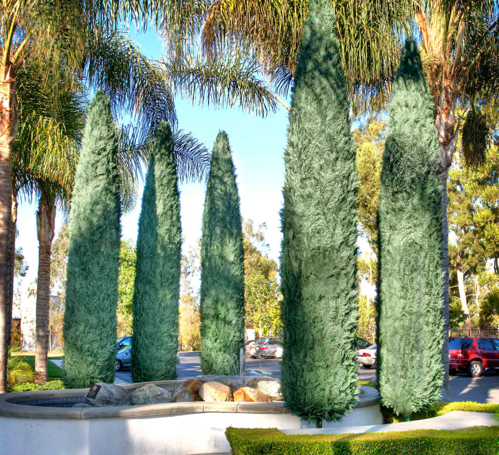 Italian Cypress Tree 20ft Exterior LV WOcropped
