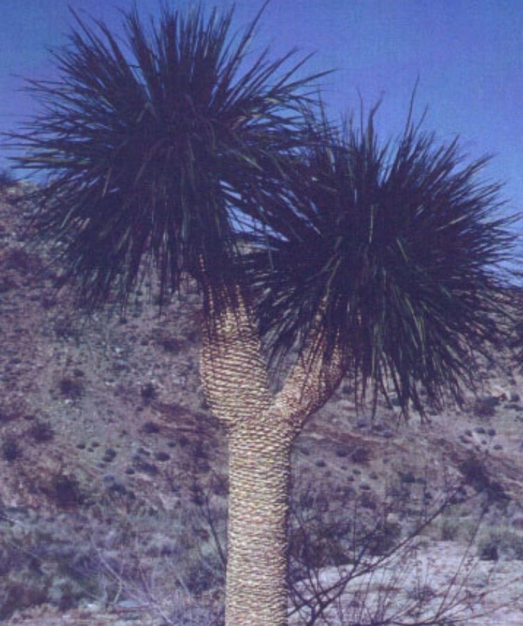 Rostada Cactus