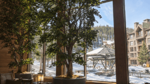 International Greenscapes tree window view