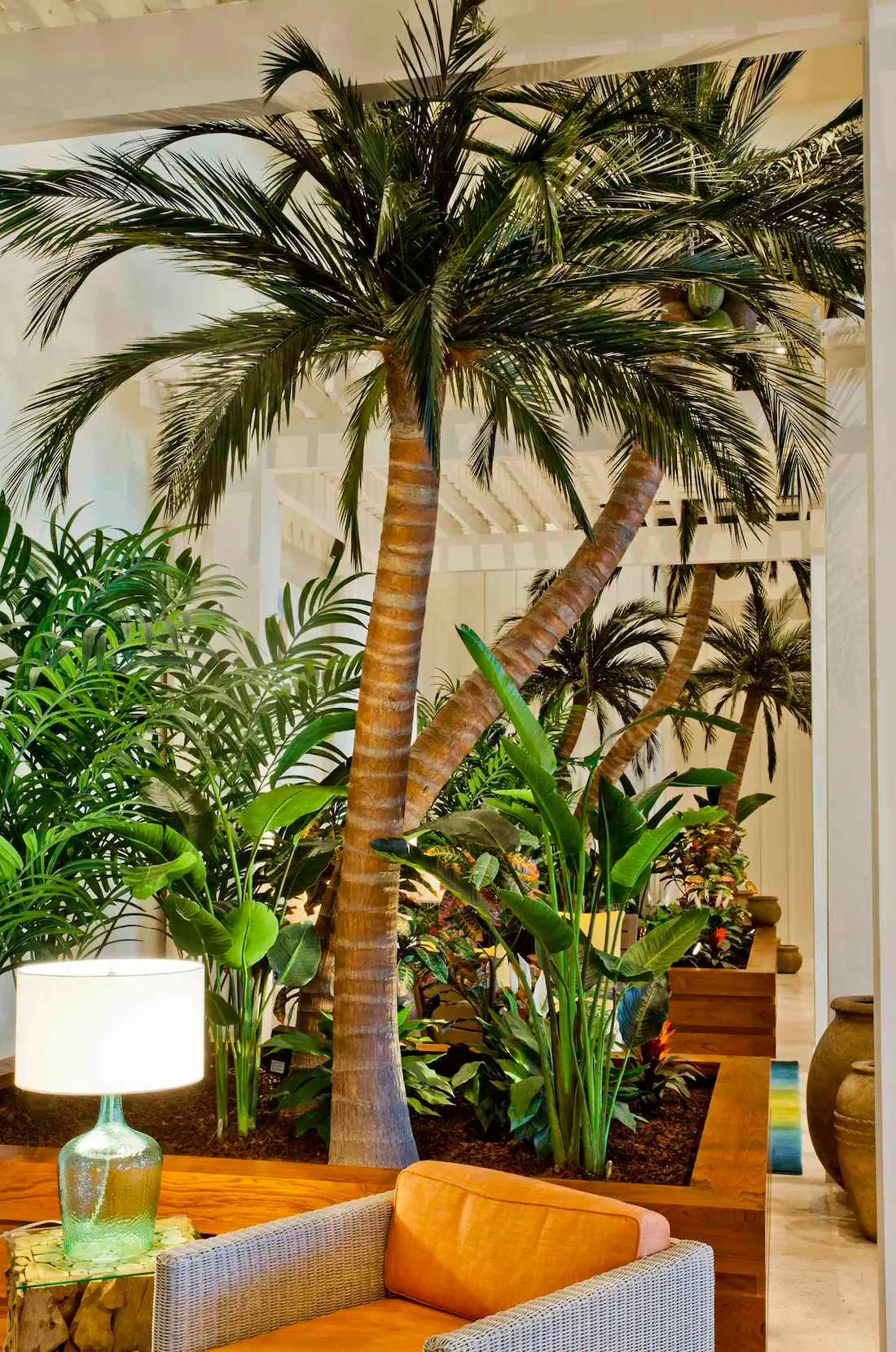 Coconut MGV Hollywood